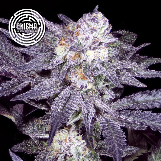 Jealousy 54 - 6 u. fem Enigma Genetics
