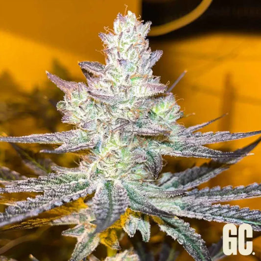 Jelly Banana 3 u. fem  Grand Cru Genetics