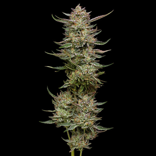 Jelly Donutz 3 u. fem Humboldt Seeds Company
