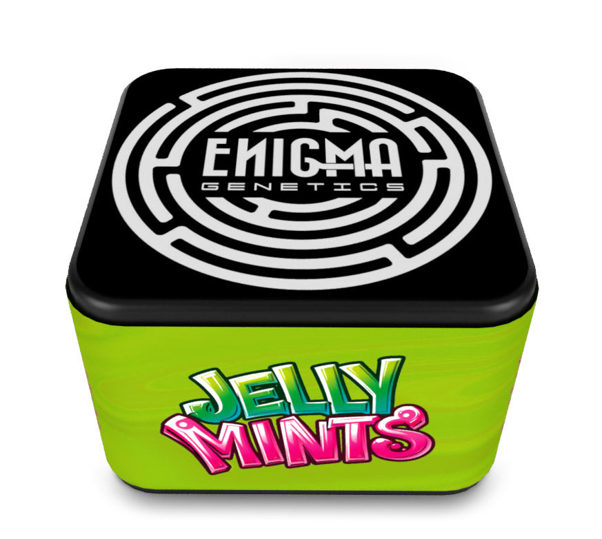 Jelly Mints 6 u. fem Enigma Genetics