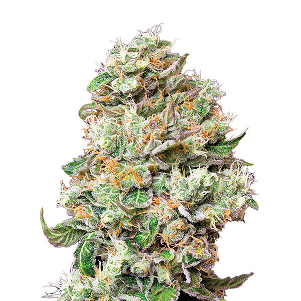 Jock Horror 5 pc. fem. The Sativa SeedBank