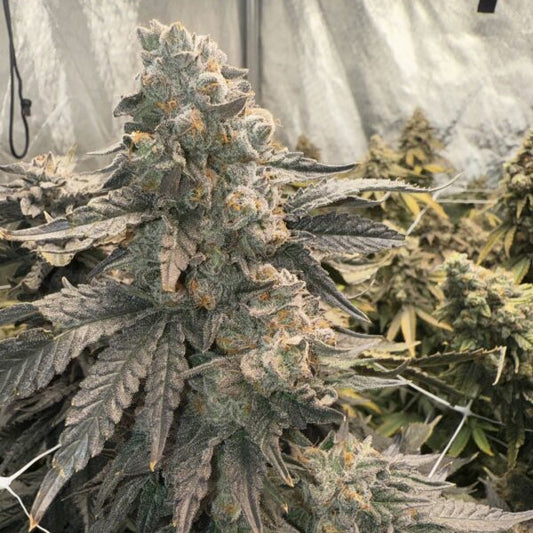 Johnny 4 Scoops 3 ud. fem Elev8 Seeds