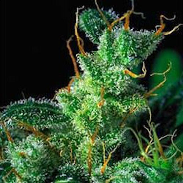 Kali Mist - 3 u. Fem. Serious Seeds
