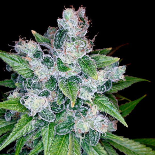 Kandy Kush 10 pcs. fem. DNA Genetics