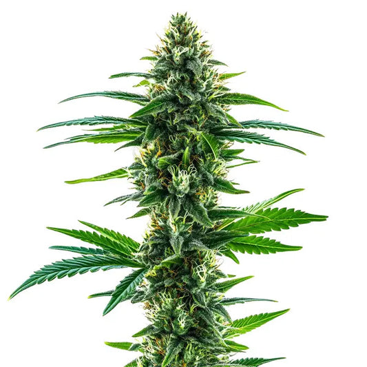 Khalifa Kush 3 u. fem. Blimburn Seeds