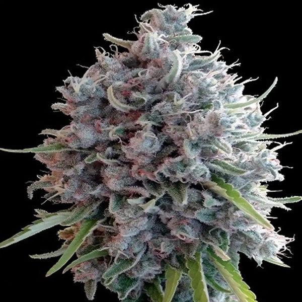 Killer A5 Haze 5 u. Regolare Ace Seeds