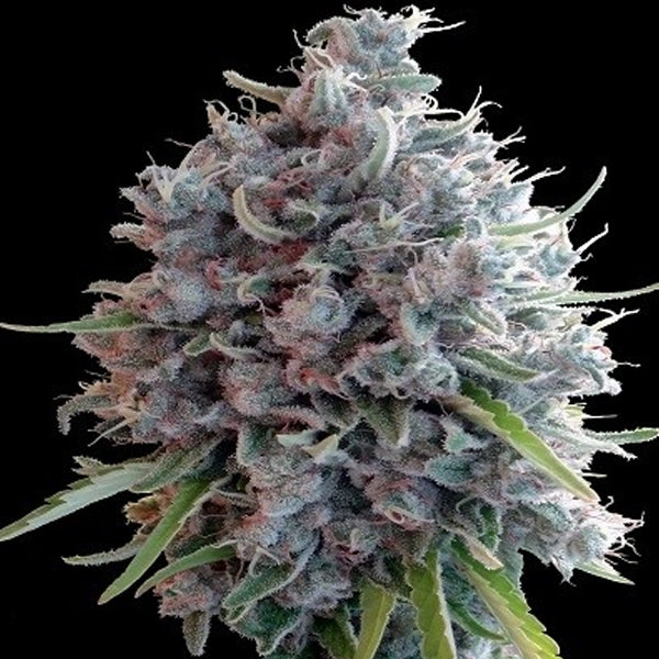 Killer A5 Haze 1 pc. fem. Ace Seeds
