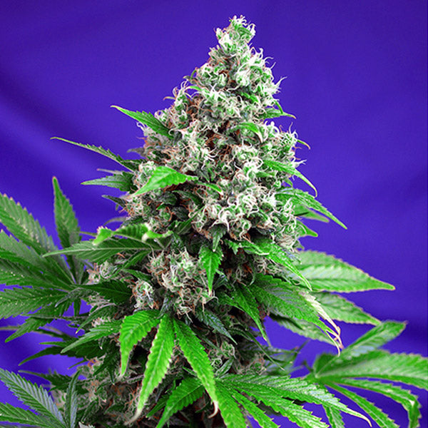 Killer Kush Fast Version  5+2 u. fem. Sweet Seeds