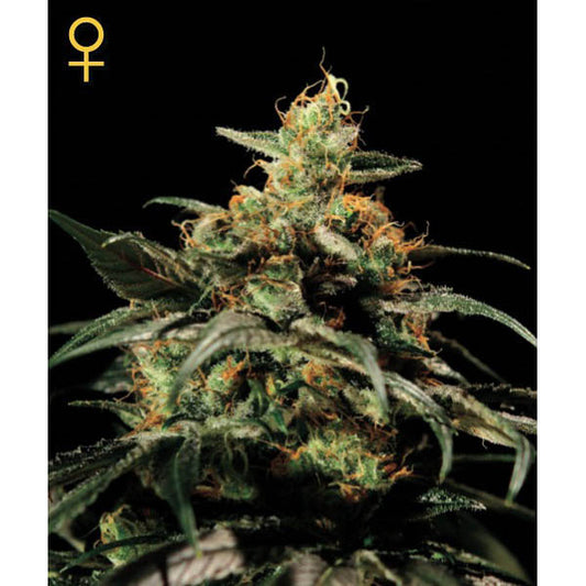 Kings Kush 10 u. fem. Green House