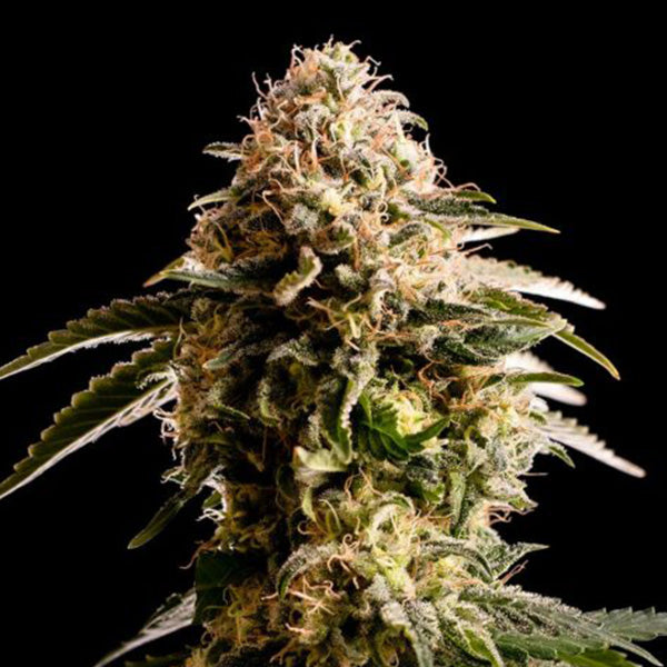 Kiss  3 u. fem. Kannabia Seeds
