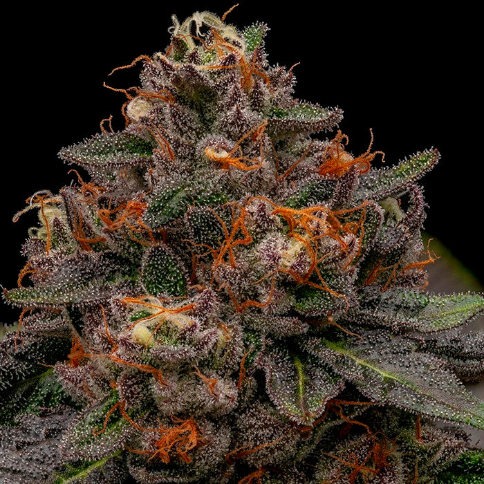 Korenji 5 u. fem. Ripper Seeds
