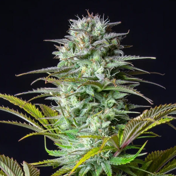 Kosher Cake Auto 1 u. fem. FastBuds Seeds