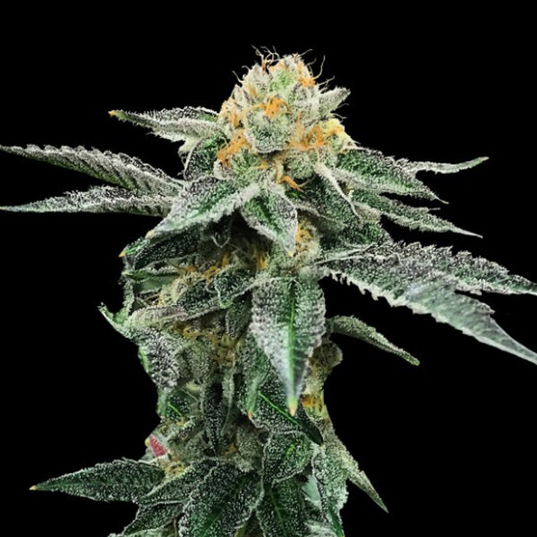Kosher Cookies  3 u. fem. DNA Genetics
