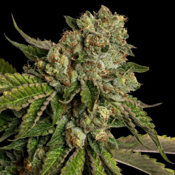Kosher Kush  3 u. fem. DNA Genetics