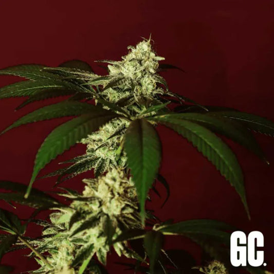 Kosher Kush BX 6 u. fem  Grand Cru Genetics
