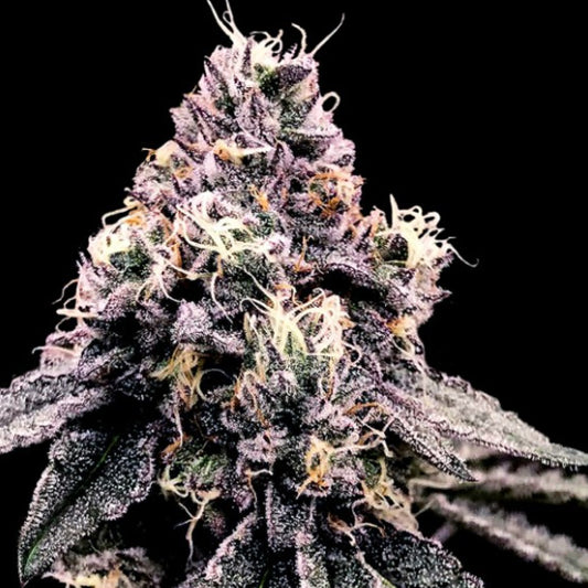 Kosher Pie  3 u. fem. DNA Genetics