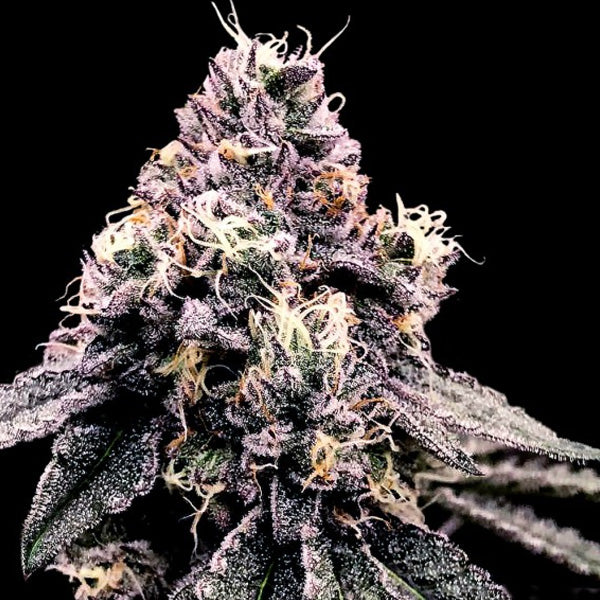 Kosher Pie 5 ea. fem. DNA Genetics
