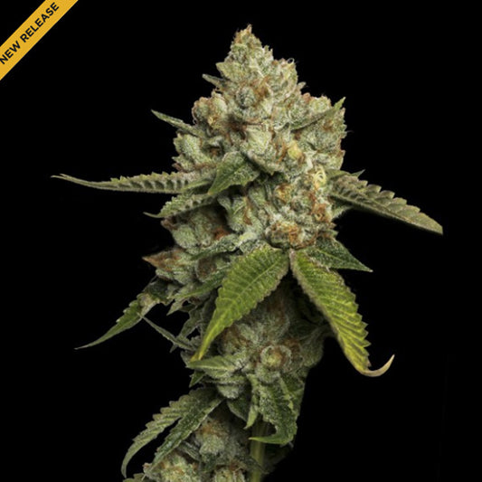 Kosher Prophets  3 u. fem. DNA Genetics