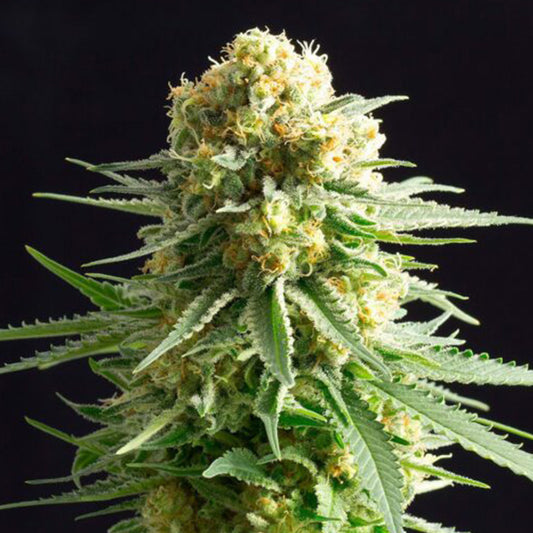 Kritikal - K   1 u. fem. Kannabia Seeds