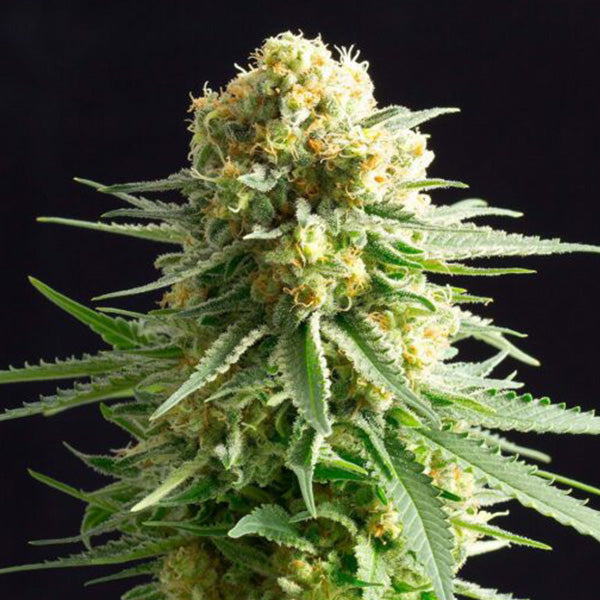 Kritikal - K   5 u. fem. Kannabia Seeds