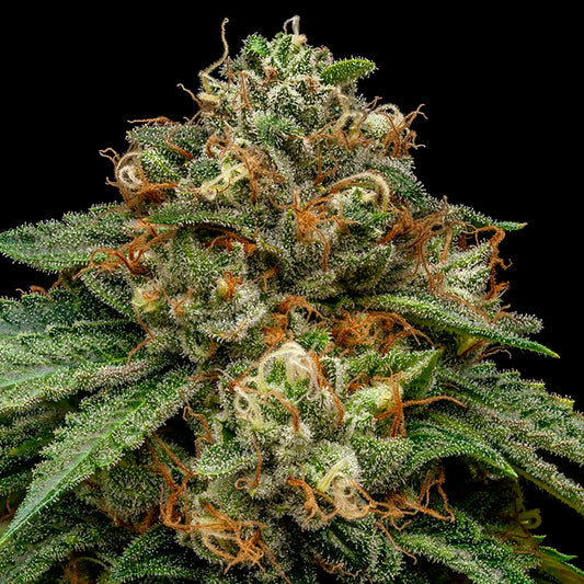 Kroma 3 u. fem. Ripper Seeds