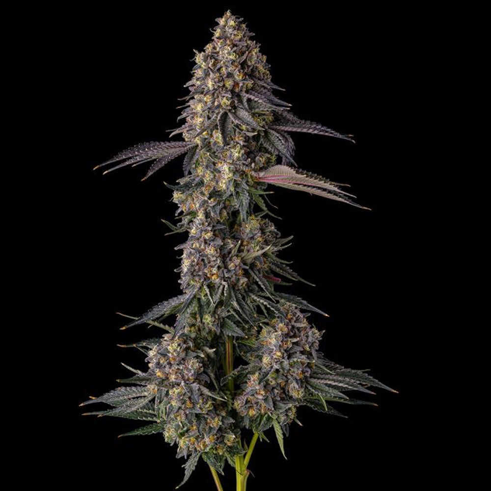 Kumamotoz : Pearlz (Zkittlez Georgia Pie) x Pave   - 3 u. Fem Compound Genetics