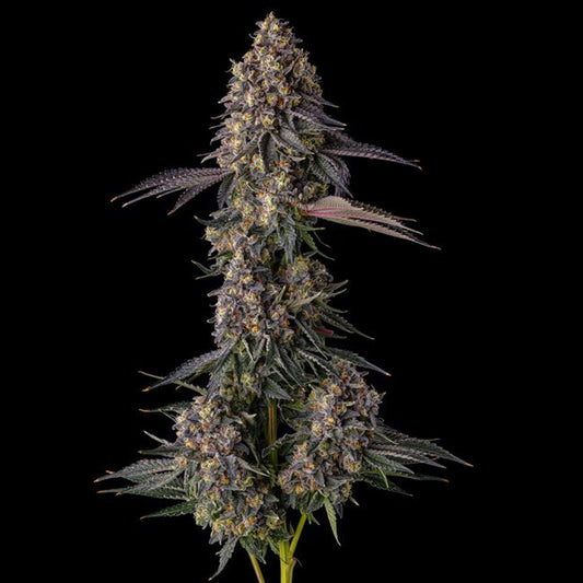 Kumamotoz : Pearlz (Zkittlez Georgia Pie) x Pave   - 7 u. Fem Compound Genetics