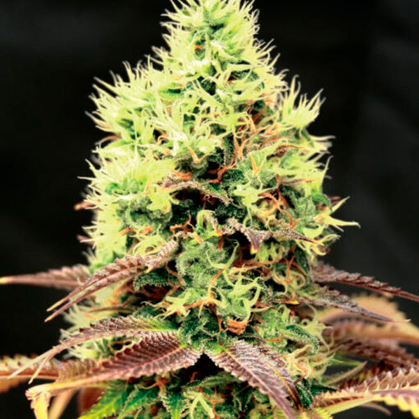 Kush N Cookies CBD 15 pcs. fem. Garden of Green Seeds
