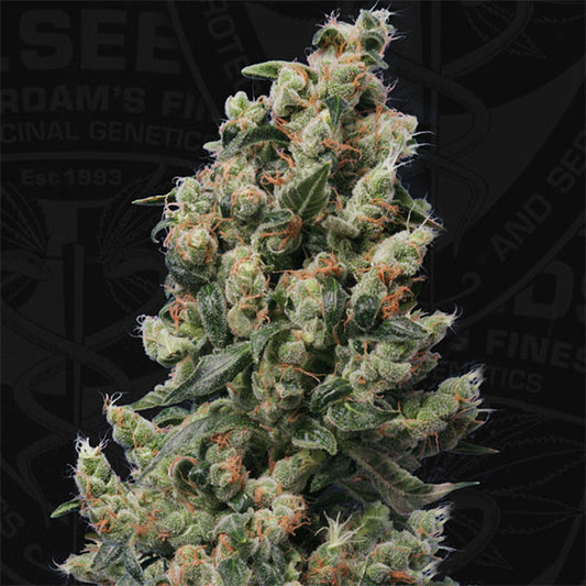 Kushage  2 u. fem. T.H. Seeds