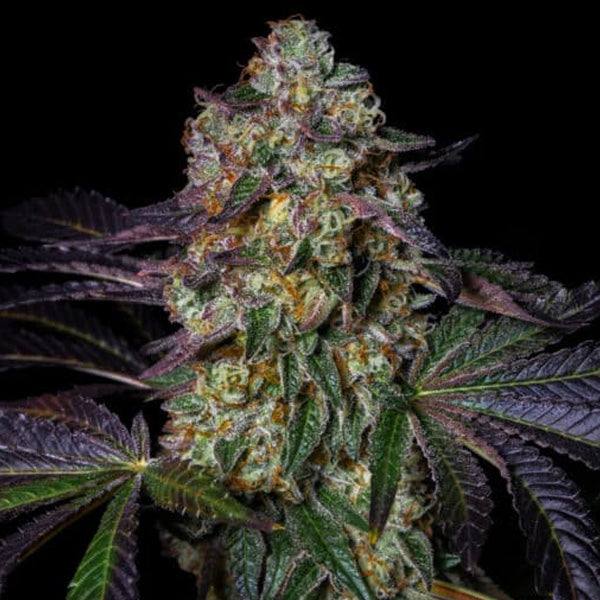 Kushmallow 1 u. fem Pure Instinto