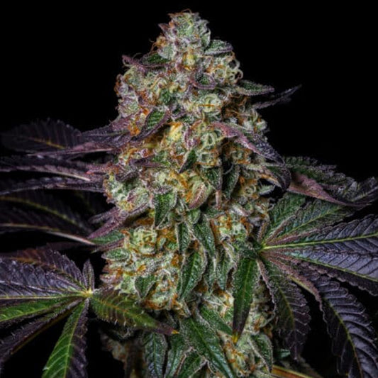 Kushmallow 3 u. fem Pure Instinto
