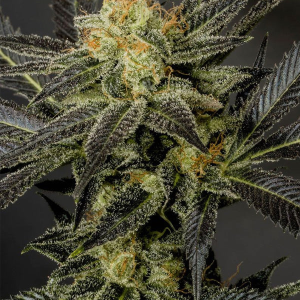 LA Affie 6 u. fem. The Cali Connection