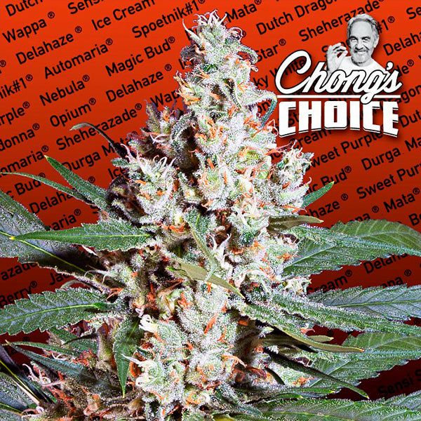 L.A. Amnesia 10 pc. fem. Paradise Seeds