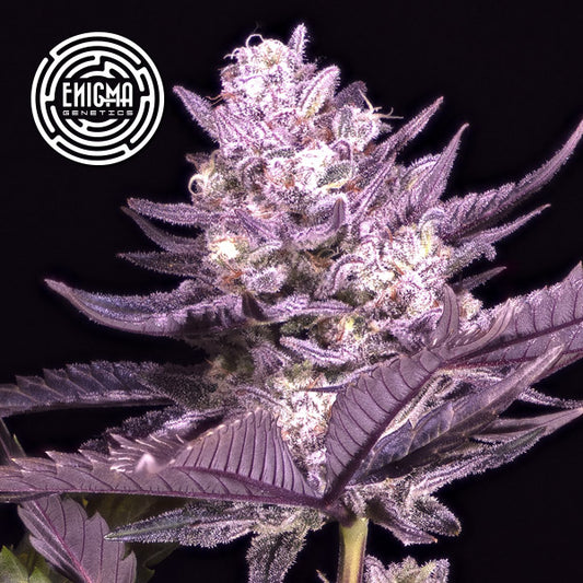 LA Kush Cake 3 pc. fem Enigma Genetics