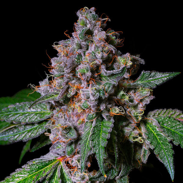 LA Macedonia 3 u. fem - Exotic Line - Pure Instinto