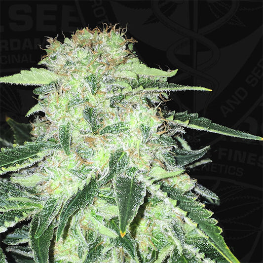 LA S.A.G.E. CBD 5 pz. fem. T.H. Seeds