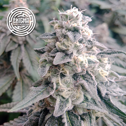LA Wedding Pop 3 fem seeds Enigma Genetics