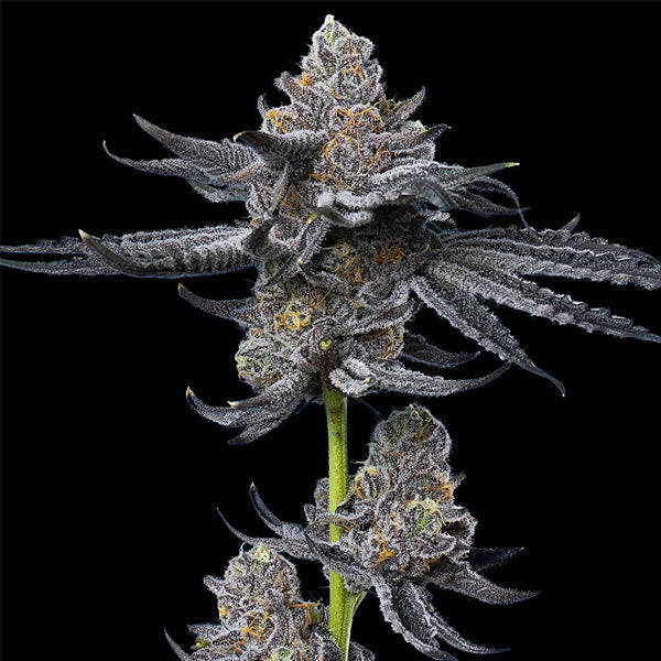 LFG   5 u. fem. Barney's  x Dr. Greenthumb