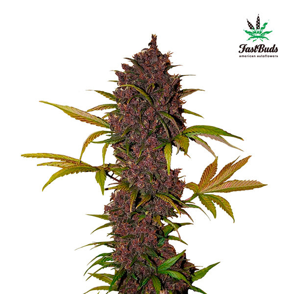 LSD-25 Auto 3 u. fem. FastBuds Seeds