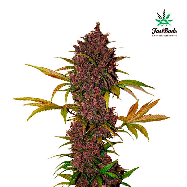 LSD-25 Auto 5 pz. fem. FastBuds Seeds