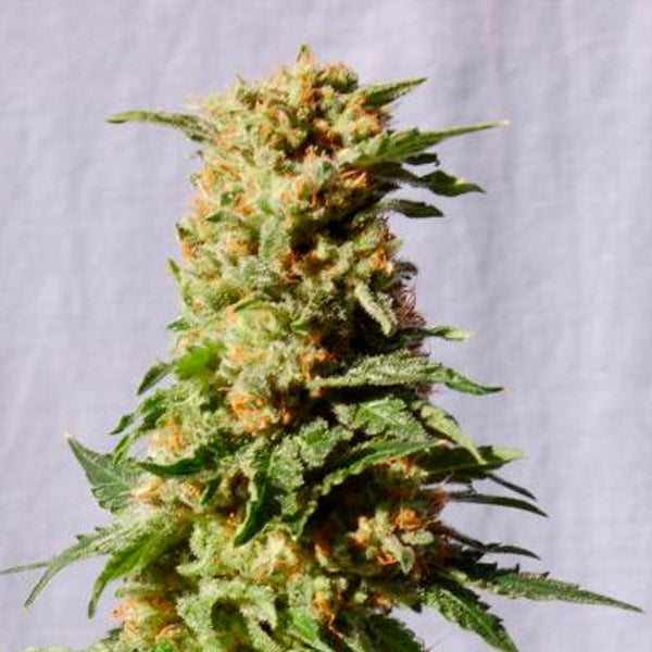 La Blanca   3 u. fem. Kannabia Seeds