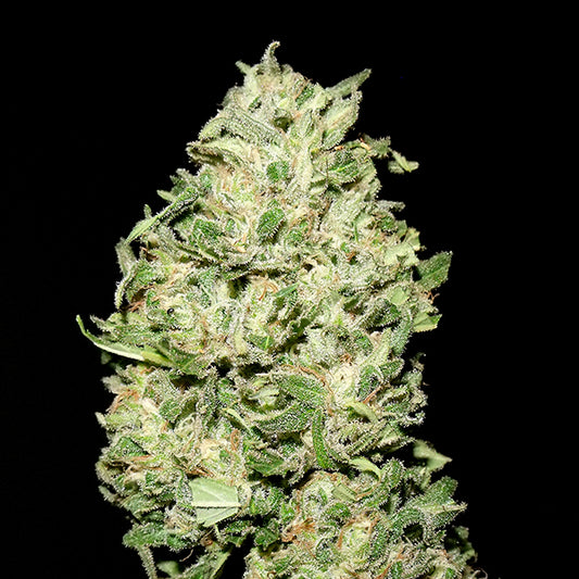 La Bruta 1 female unit. Quercus Seeds