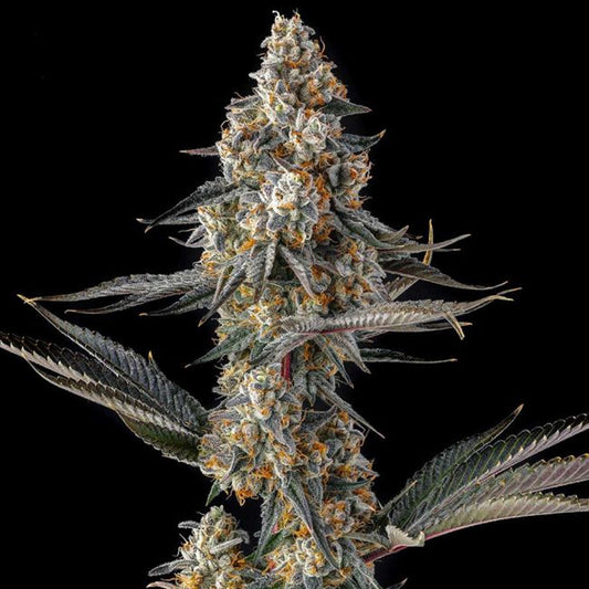 La Llorona : Devil Driver x Black Amber - 7 u. Fem Compound Genetics