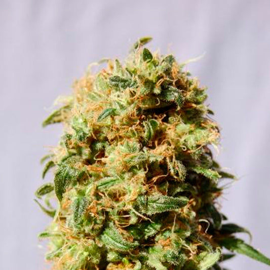 La Reina de Africa   1 u. fem. Kannabia Seeds
