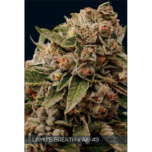 Lambs Breath X Ak-49  3+1 u. fem. Vision Seeds