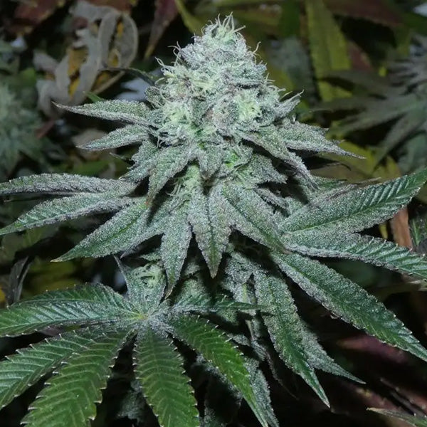Lamia 5+2 Bask Triangle Farms