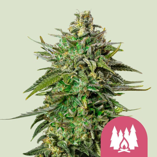Larry OG  10 u. fem. Royal Queen