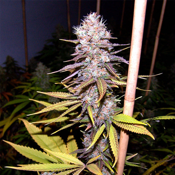 Lavender 10 pcs. fem. Soma Seeds