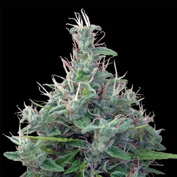 Libanese   5 pz. Regolare Ace Seeds