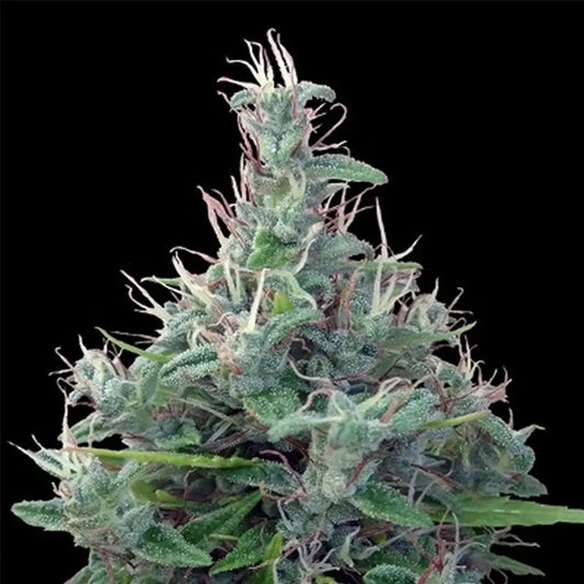 Lebanese   5 u. Regular Ace Seeds